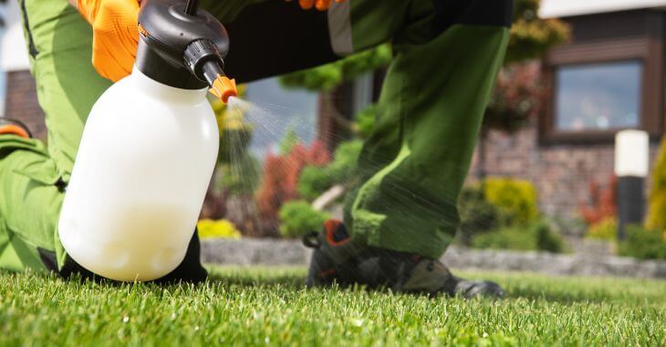 A landscaper spraying lawn to get rid of weeds.