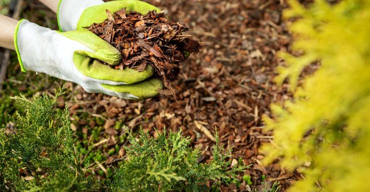 A gardener scooping old bark mulch.