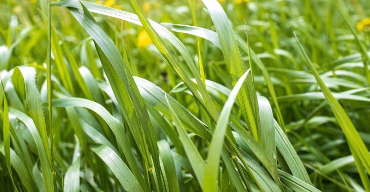 Lawn weeds that look like grass.