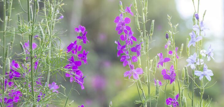 Tall weed plants with purple flowers