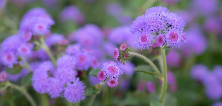 Weed plant with purple flowers