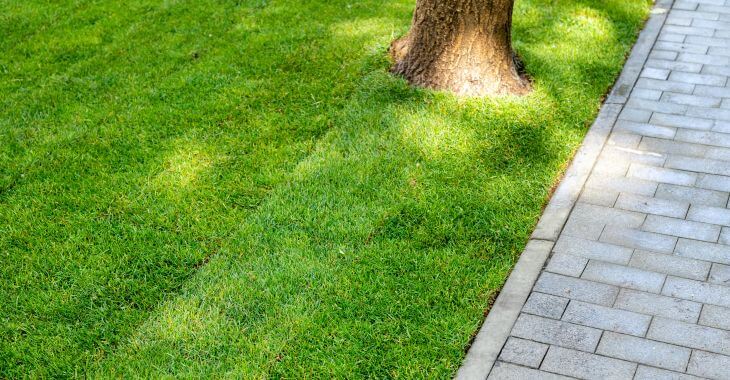 A lawn with freshly installed sod.