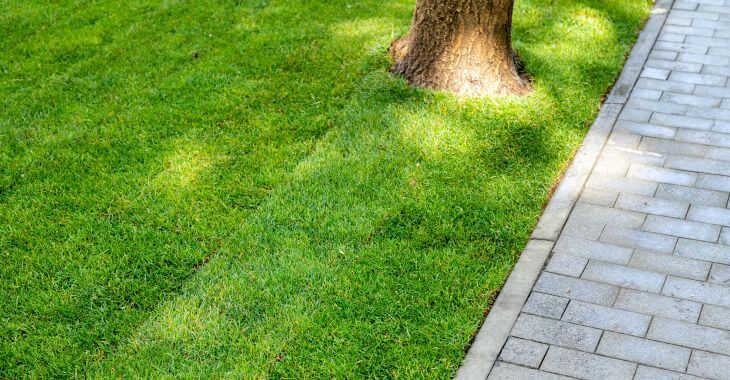 A lawn with freshly installed sod.