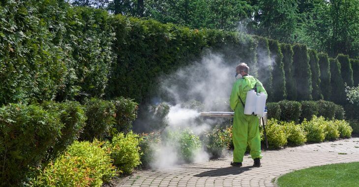 A professional landscaper spraying plants to eradicate mites.