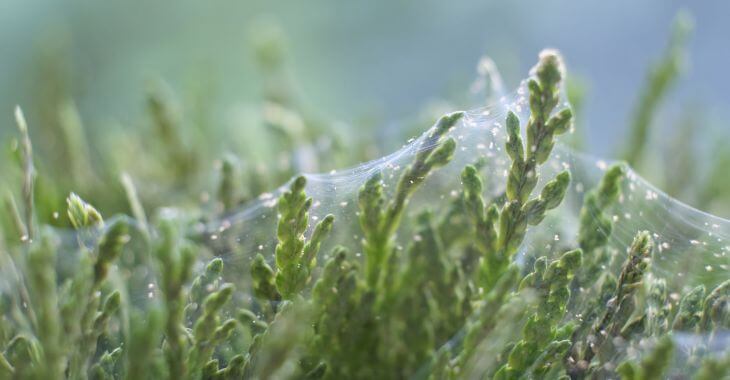 spider mite colony