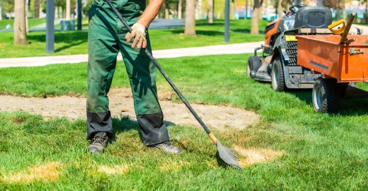 A gardener removing patches of dead grass from a lawn.