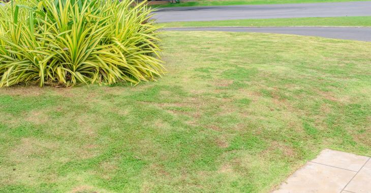 A lawn with patches of dead grass.