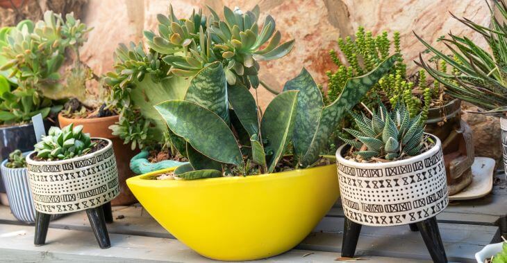 Succulents grown in pots on a patio.