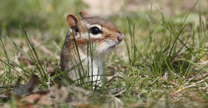 A chipmunk sticking out of its hole.