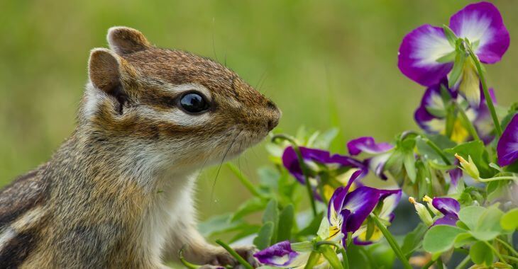 Chipmunk trying to eat garden flowers.