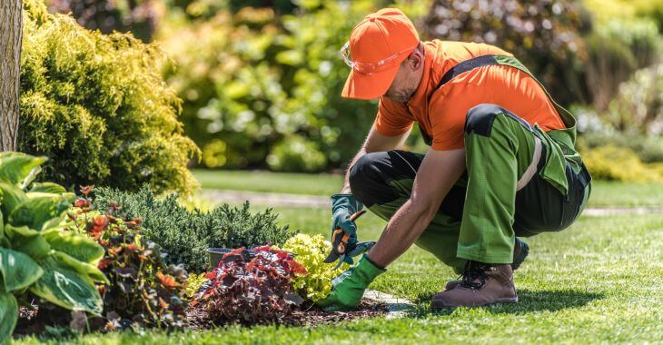 A professional landscaper trimming yard plants.