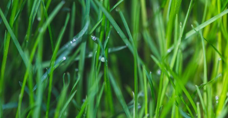 Healthy lush grass with droplets of water.