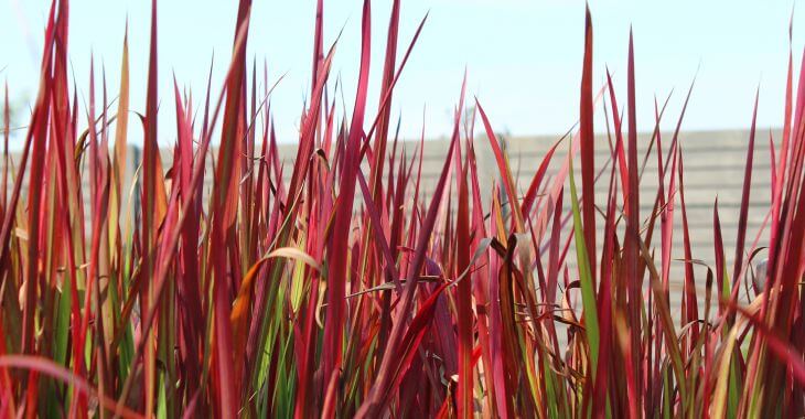 Japanese Blood Grass