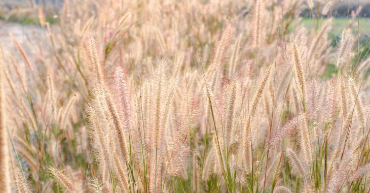 Red Fountain Grass