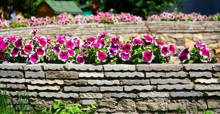 Retaining wall with colorful seasonal flowers.