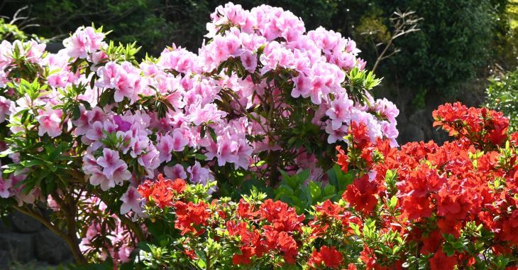 Encore azaleas shrubs with pink and red flowers.