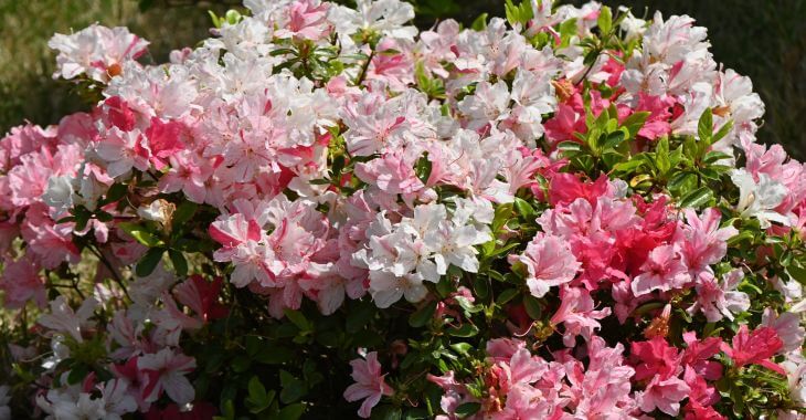 Blooming Encore azaleas plant with white and pink flowers.