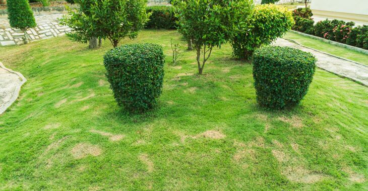 A lawn with dead grass patches caused by grass fungus.