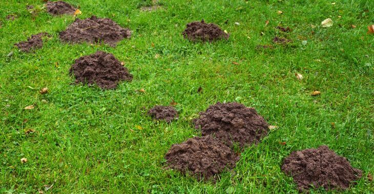 A lawn with holes created by moles