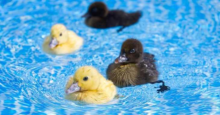 Four ducklings swimming in a backyard swimming pool.