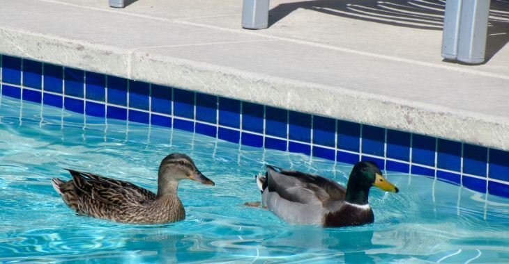 Ducks swimming in a backyard swimming pool
