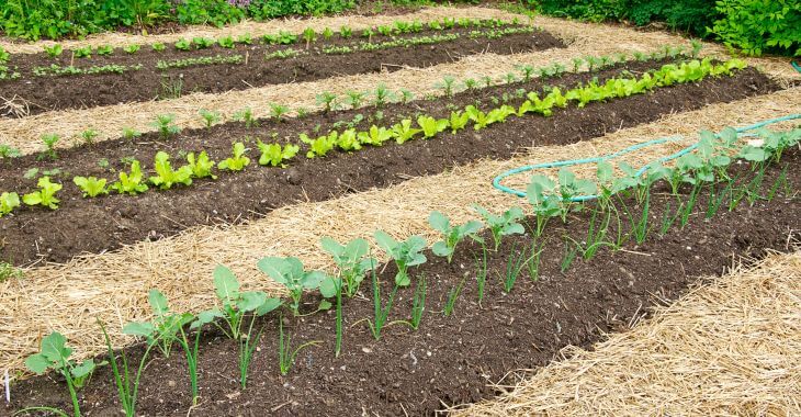 Vegetable garden