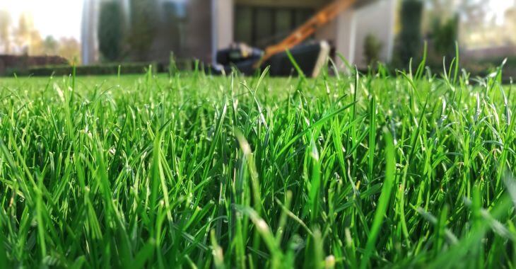 lush lawn