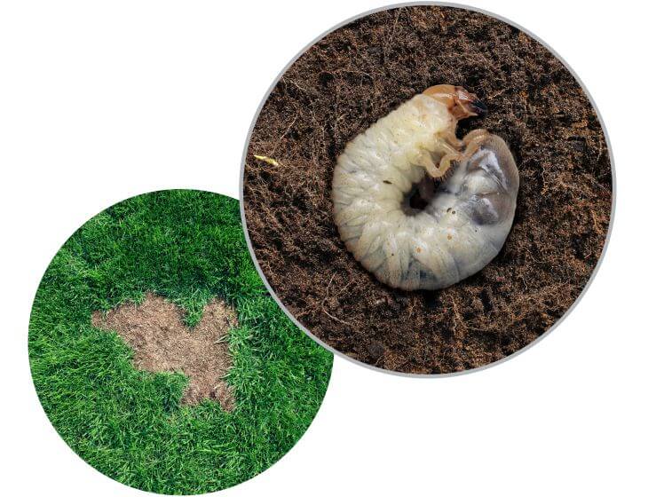 Grub and a lawn with brown patch caused by grubs 
