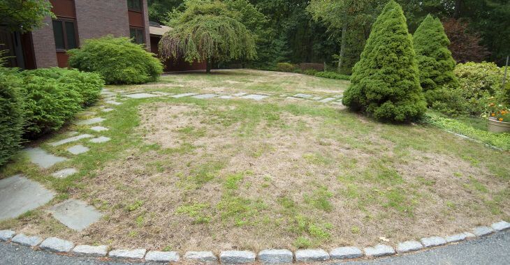 Lawn damaged by grubs