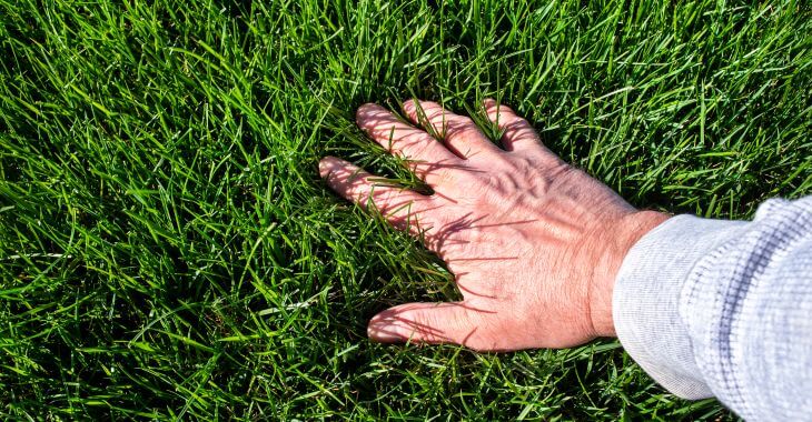 man touching new grass lawn