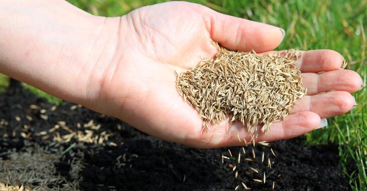 person with handful of grass seeds planting new grass lawn