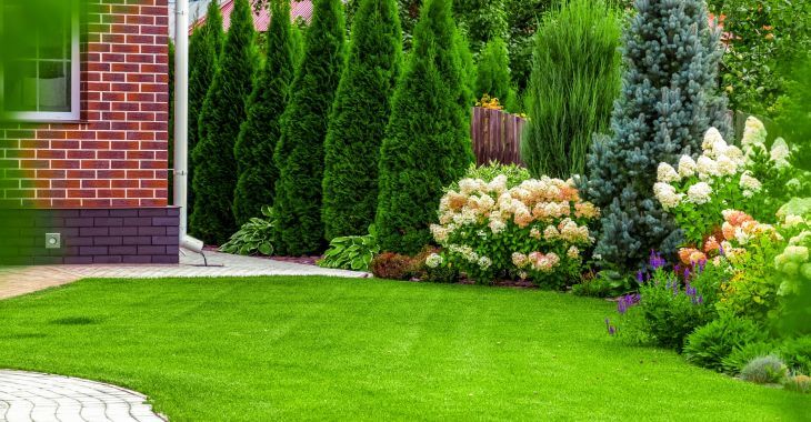 A manicured front-yard lawn 