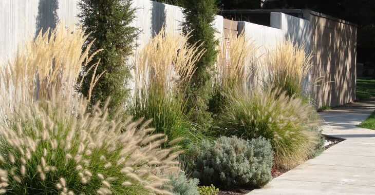 A front yard with paver anf ornamental grasses
