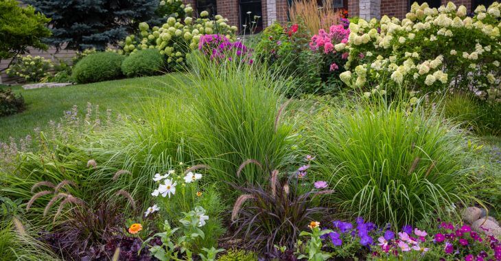 Garden with native planting
