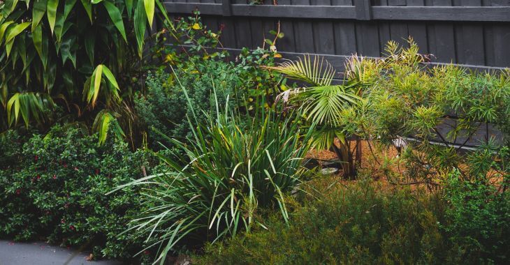 garden bed with green planting supporting lower water use
