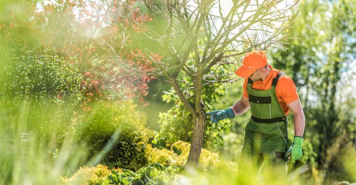 A gardener examining tree