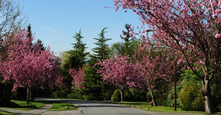 A street with beautiful trees