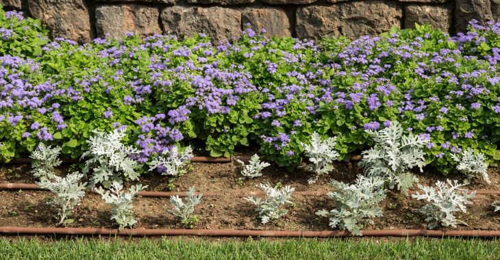 a flower bed with micro irrigation system