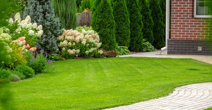 manicured graded backyard lawn