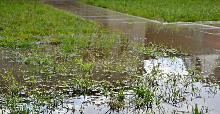 flooded garden