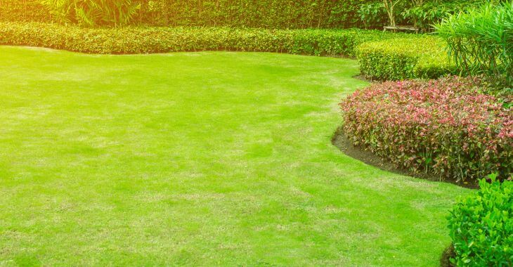 a lawn with yellowish grass