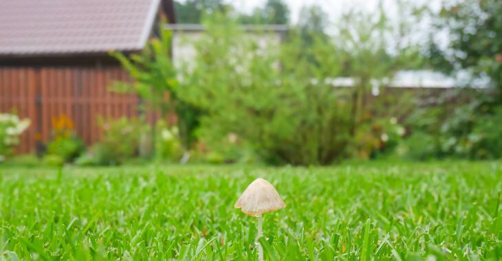 mushrooms in lawn