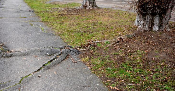 An asphalt paver damaged by roots of trees