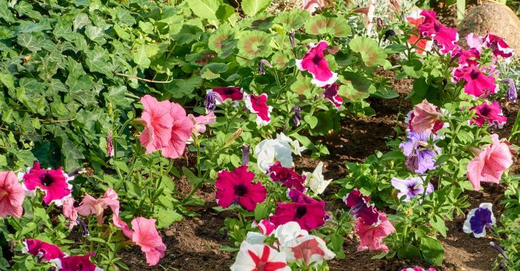 A flower bed with pink, purple, and white petunias growing alongside green ground cover.