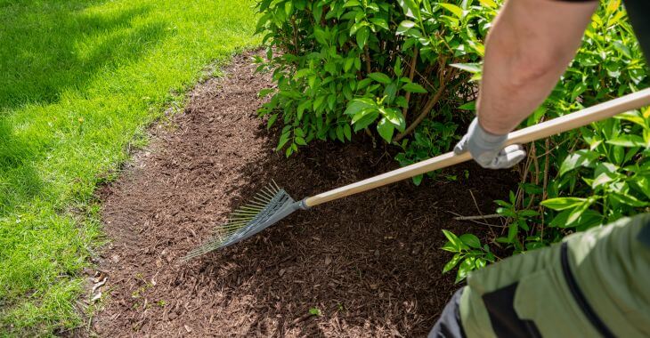 A person raking fresh mulch around shrubs