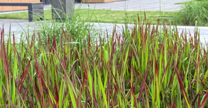 a manicured lawn with red fescue and ornamental hard green grass