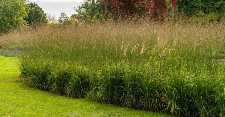 lawn with green and red grass types